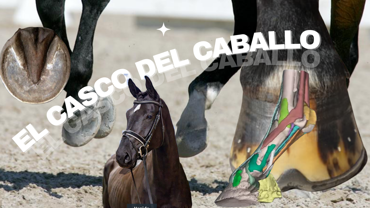 EL CASCO DEL CABALLO