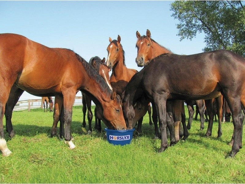Mini Horslyx Balancer