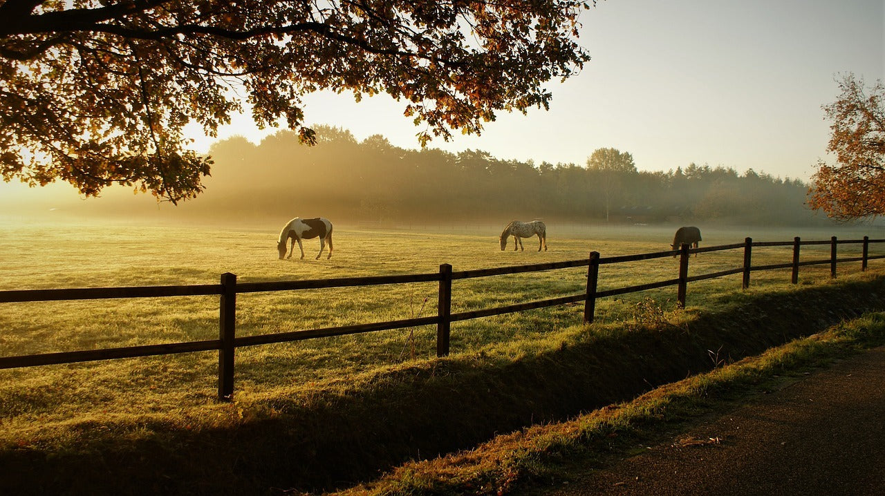 Paddock Paradise