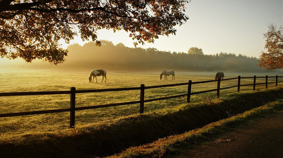 Paddock Paradise