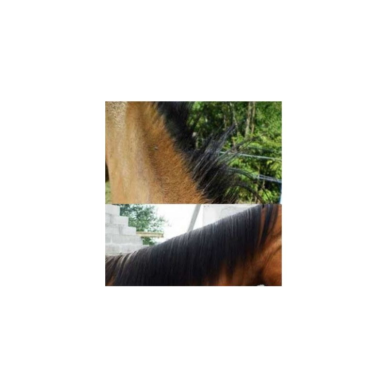Loción para Dermatitis Estival del caballo \"DERFEN ORIGINAL\" de ANIMADERM